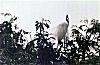 Breeding Plume of an Egret