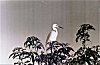 Resting Egret