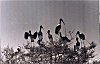 Painted Storks, the Village of Belluru