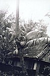Professional Coconut Tree Climber (Padekar)