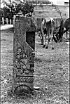 Carved Wooden Pillar Used as a Cow Stump
