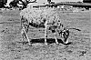 Decorated Bull