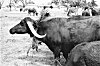 Decorated Water Buffalo