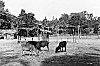 Cows Grazing in Gundabala