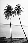 Palms over Sharavati Beach