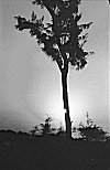 Casurina Tree in Kasarkod