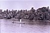 Coconuts being Transported in a Boat