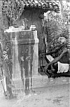 Halbi Tribal Man Praying in front of a Tulasi