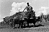 Man Transporting Goods, Plassey