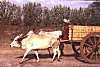 Bullock Cart in Village India