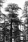 Softwood Forest in the Himalayan Valley