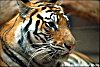 Tiger: National Animal  