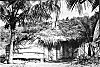 Coconut Leaves Used for Wall and Roof of a Hut 