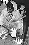 Woman Stripping Coconut of its Sheathe