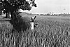 Man Feeds the Fields in Hoogoppalu
