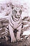 White Tiger, Mysore Zoo