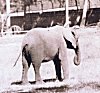 The Indian Elephant, Mysore Zoo