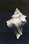 Conch Seashell