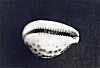 Cowrie Seashell