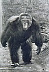 The Chimpanzee Max of Mysore Zoo