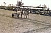 Bullock Cart Race in Progress