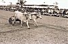 The Winning Chakada (Bullock Cart)