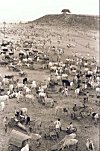 Crowd Gathered for a Village Fair