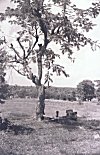 Abstract Monuments Under a Tree