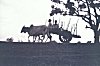 Silhouette of Bullock Cart