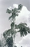 The 'Sulfi' Palm Tree