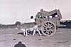 Tribals enjoying a Bullock Cart Ride