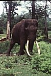 Lone Tusker in Bandipur National Forest