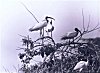 Storks at their Habitat