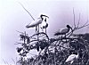 Storks at their Habitat