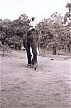 Man Riding Elephant