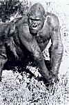 Sumati the Gorilla