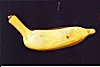 Indian Banana