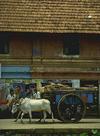 Bullock and Cart, Kottayam, Kerala