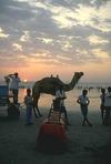 Camel Rides, Seaside, Bombay