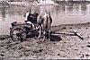 The Light Weight Bullock Cart of Chakada