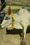 Bullock Festival, Madurai, Tamilnadu