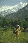 Hindu Woman Harvests Crops, Himalayan Foothills