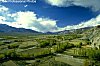 Harvest season, Indus valley, Ladakh