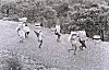 Korku Villagers Walking to a Fair