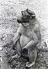 Monkey Waiting for Food from Tourists