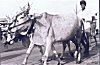 Man Walks a Painted Bull to the Fair