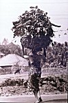 Woman Carrying Heap of Leaves from Forest 