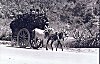 Bullock Cart Driver