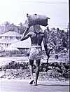 A Coconut Climbing Professional Walking to Work