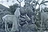 Woman Quenches the Thirst of Two Bullocks